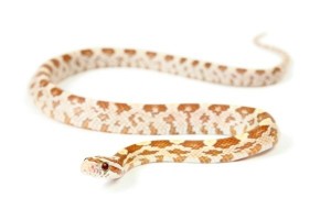 Pantherophis guttatus, amber